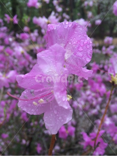 꽃,자연,식물,flower,nature