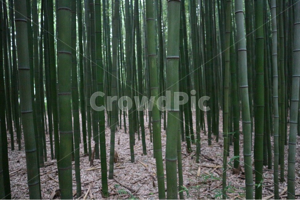 울산,태화강,대나무숲,대숲,울창,대나무,자연,풍경,nature,landscape,식물,plants,나무,trees,wood,plant