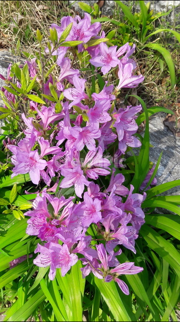 봄,꽃,화려함,붉은,아름다움,식물,자연,plants,nature,꽃,flower