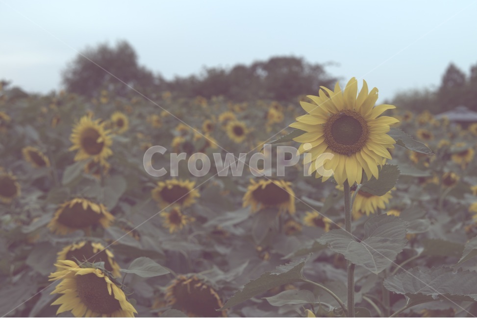 sunflower,가을,외로움,해바라기,쓸쓸함,찬바람,공원,가을,계절,fall,autumn,season,식물,자연,plants,nature,꽃,flower,감성,sensible,feeling,plant,blossom