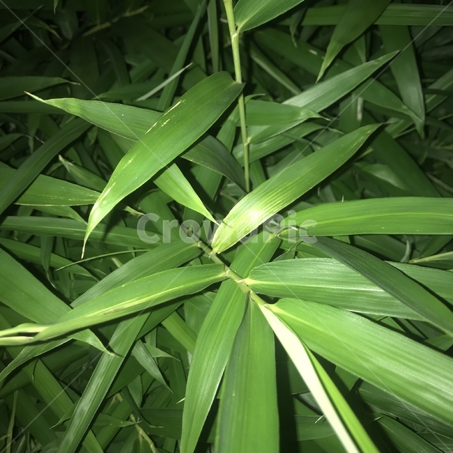 잎,이파리,초록,leaf,green