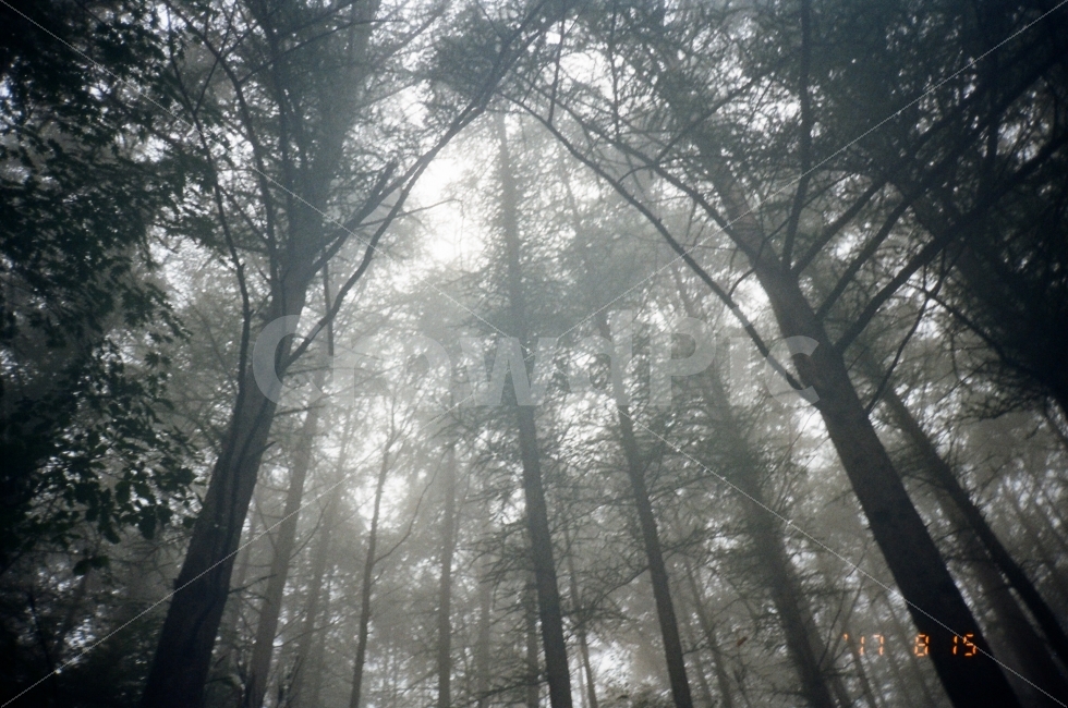 안개,나무,자연,풍경,지리산,필름,필름사진,asfilm,감성,감성사진,자연,풍경,nature,landscape,식물,plants,나무,trees,wood,휴식,힐링,rest,relaxation,healing