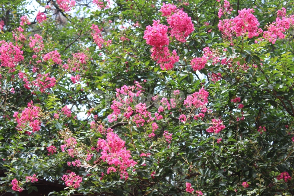 꽃,풀,화려한사진,자연,예쁜사진,식물,자연,plants,nature,꽃,flower