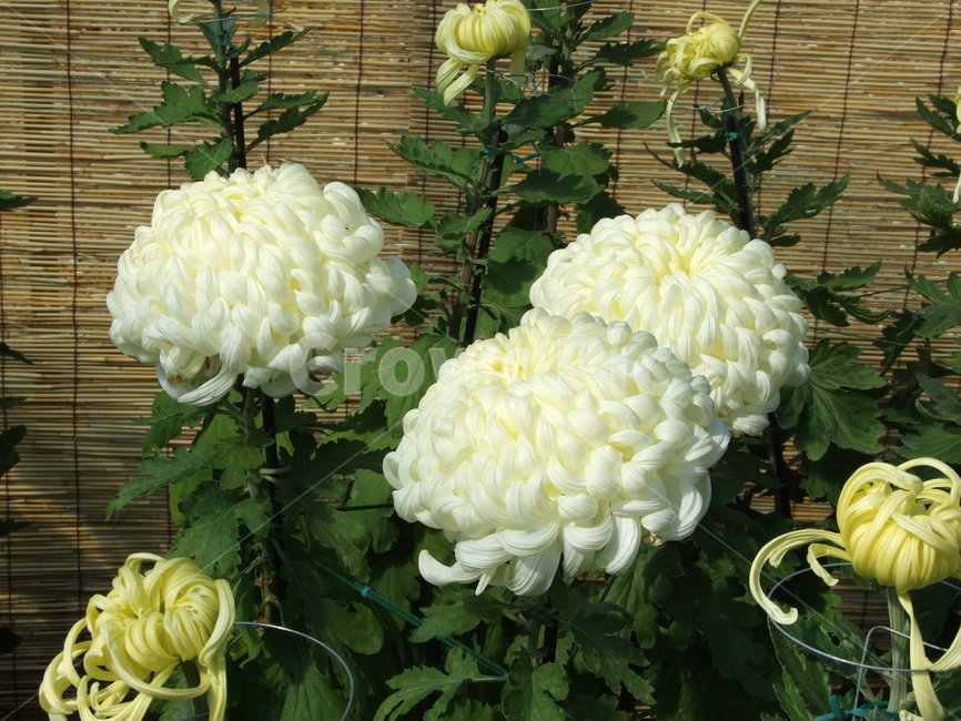 꽃,국화,중국,겹꽃,합꽃,식물,자연,plants,nature,꽃,flower