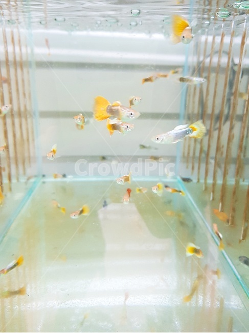 tropical fish,goofy,Pisces,fish,yellow,guppy,ornamental fish