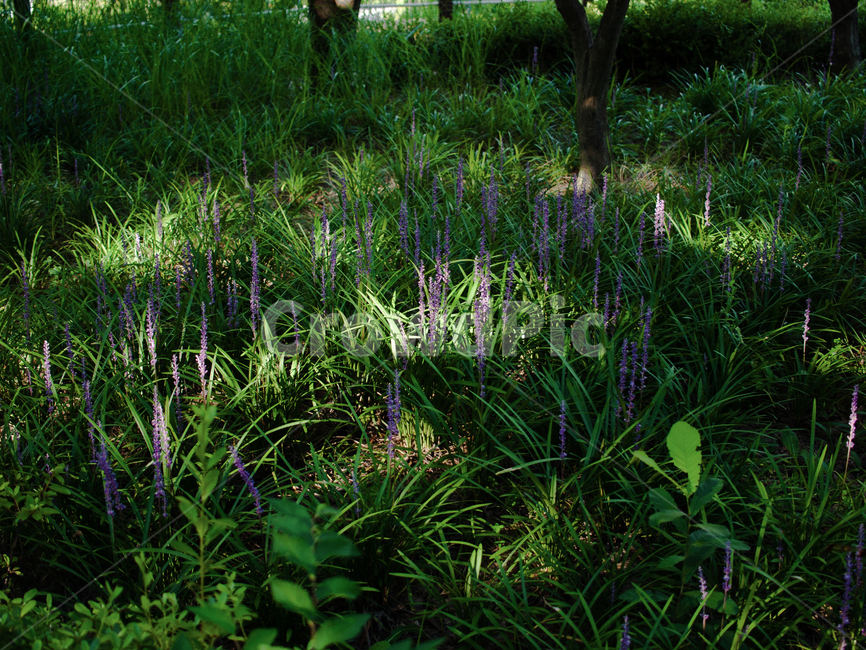 맥문동,꽃밭,풍경,보라색꽃,landscape,purpleflower,broadleafliriope,nature,자연