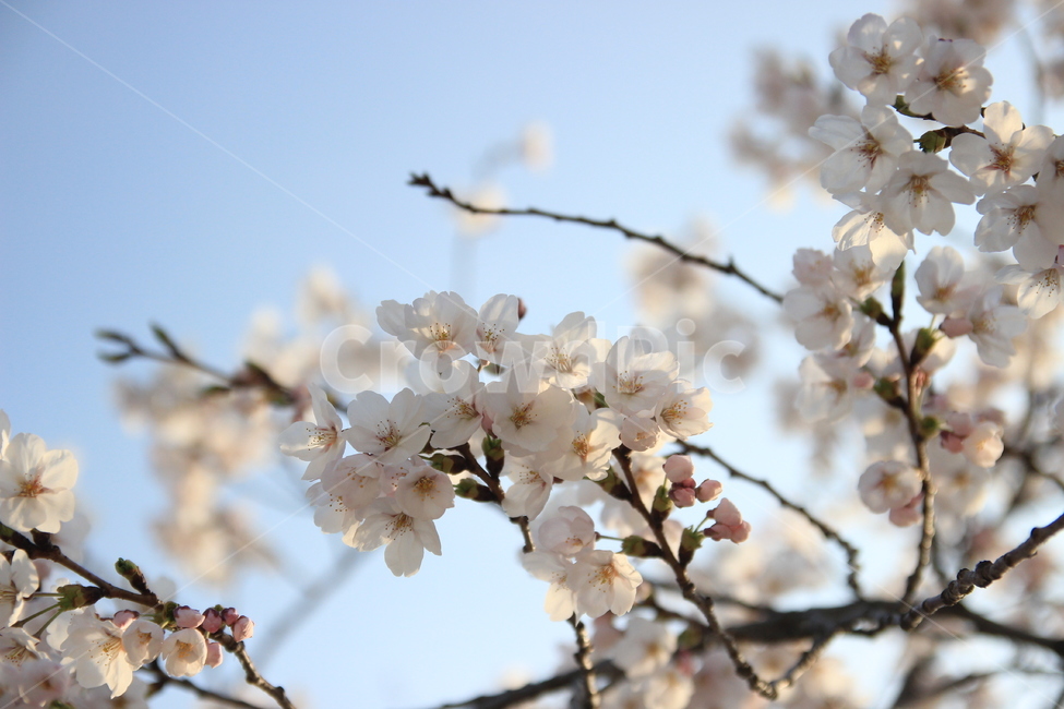 벚꽃,봄꽃,축제,봄나들이,봄하늘,봄,계절,spring,season,식물,자연,plants,nature,꽃,flower,plant,blossom