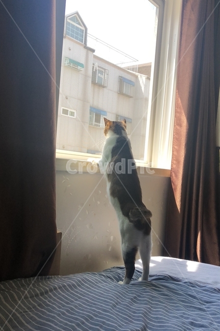 고양이,코리안숏헤어,기상,아침햇살,호기심,냥이,동물,animal,포유류,mammal,고양이,cat,kitten,kitty