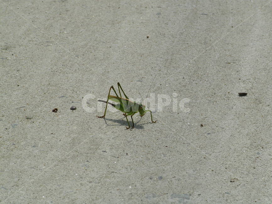 여치,메뚜기,곤충,벌래,locusts,insectlife,bulrae