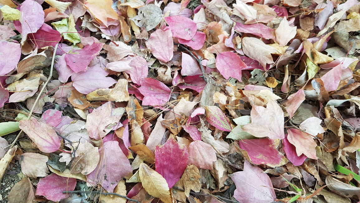 단풍,낙엽,가을,잎,나무잎,땅,화단,정원,갈색잎,핑크,브라운,계절,외로움,바닥,leaf,식물,plant,차가운,세월,자연,감성,식물,자연,plants,nature