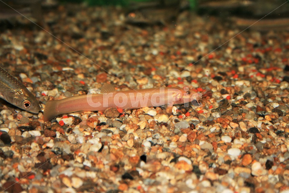 황미꾸라지,알비노,돌연변이,희귀어,미꾸리과,동물,animal,어류,물고기,fish