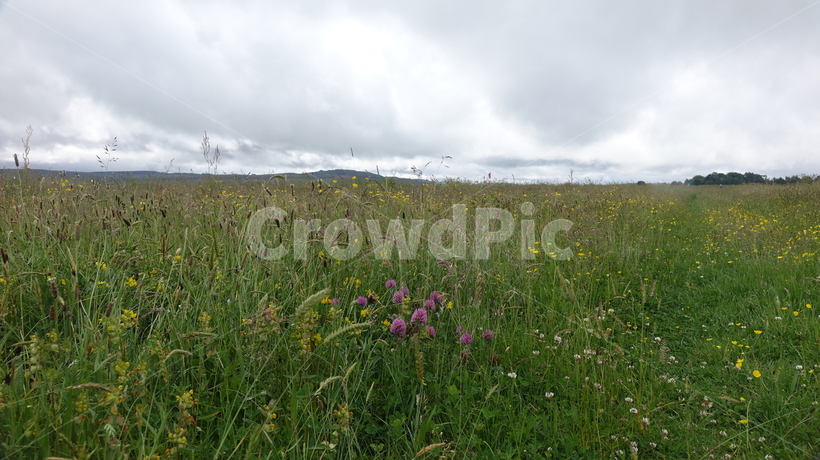 들꽃,벌판,초원,자연,엉겅퀴,야생화,grass,flower,스코틀랜드,영국