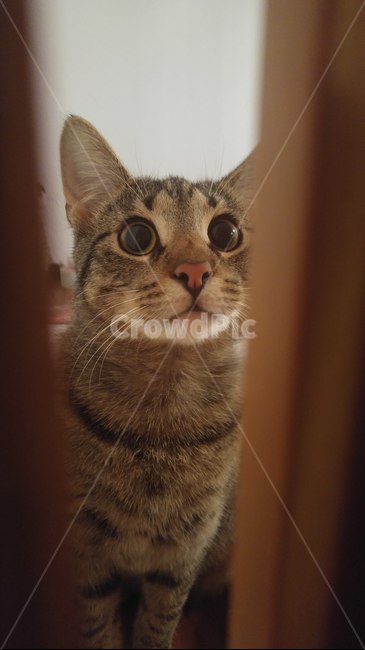 animal,동물,cat,고양이,pet,애완동물,동물,animal,포유류,mammal,고양이,cat,kitten,kitty