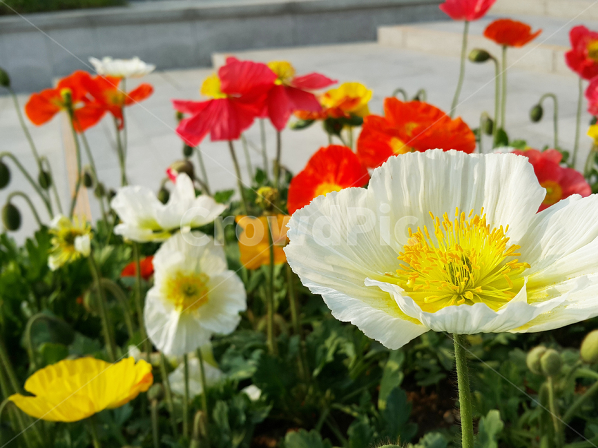 꽃,봄,풍경,양귀비,양귀비꽃,개양귀비꽃,식물,자연,plants,nature,꽃,flower