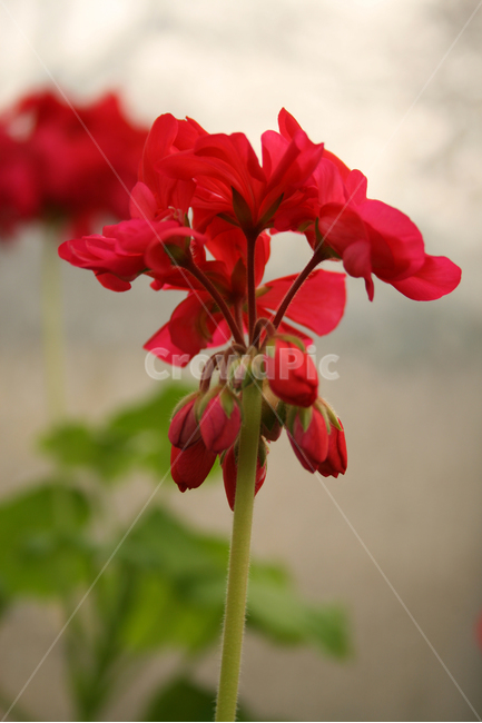 목성제라늄,제라늄,식물,flower,plants,nature,꽃,꽃봉오리,식물,자연,plants,nature,꽃,flower