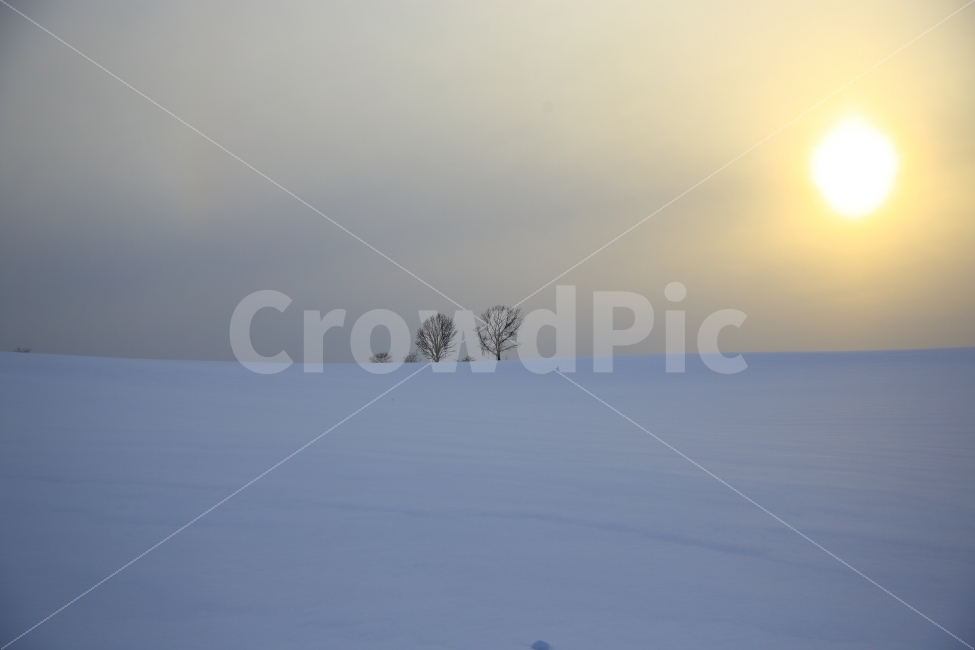 홋카이도,겨울,설경,일출,겨울풍경,오야꼬나무,가족나무,설국,눈,겨울,계절,winter,season,자연,풍경,nature,landscape,outdoors,옥외,tree,나무,plant,식물