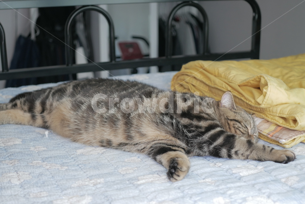 고양이,개냥이,애교,동물,귀여운,동물,animal,포유류,mammal,고양이,cat,kitten,kitty