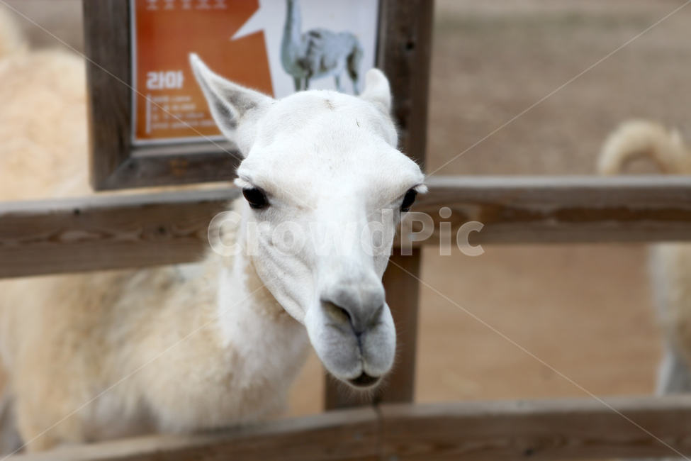 라마,동물원,라마얼굴,동물얼굴,animal,zoo,동물,animal,포유류,mammal