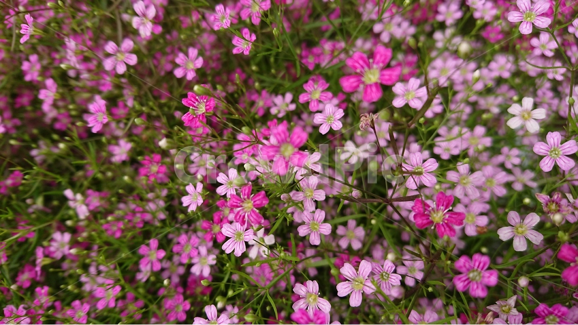 꽃,안개꽃,핑크색,연핑크색,분홍색꽃,pink,식물,자연,plants,nature,꽃,flower
