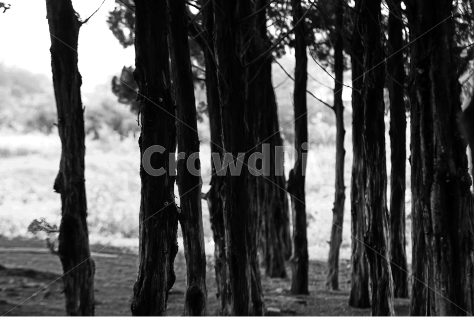 작은숲,wood,나무,흑백,산책,자연,식물,자연,plants,nature,나무,trees,wood,흑백,모노톤,monochrome,black and white