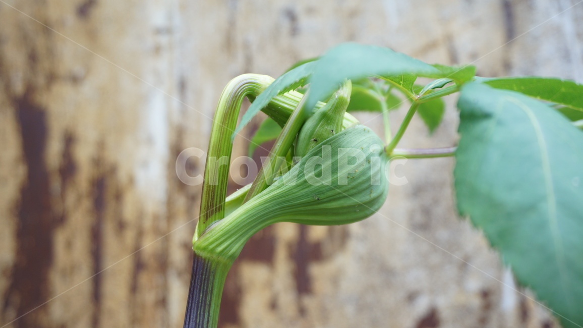 새싹,감성사진,자연,plant,식물,produce,입춘,봄꽃,식물,자연,plants,nature