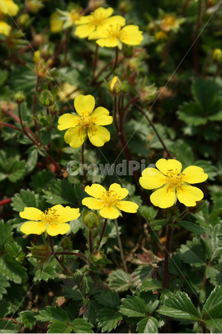 양지꽃,봄,봄날,봄풍경,감성,spring,flower,공원,풍경,식물,새싹,잎,초록,꽃,노란색,봄,계절,spring,season,식물,자연,plants,nature,꽃,flower,plant,geranium,제라늄,blossom