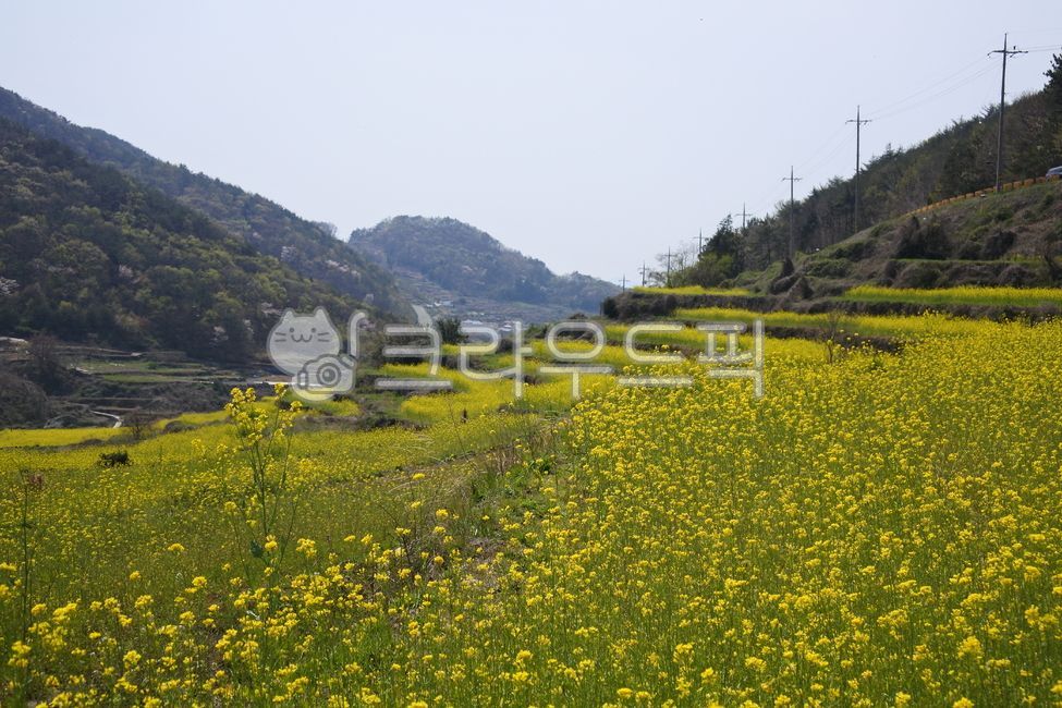nature,south sea,Dumo Village,namhae,flower,spring,spring flowers,field,outdoors,rape flower,rapeblossoms,spring day