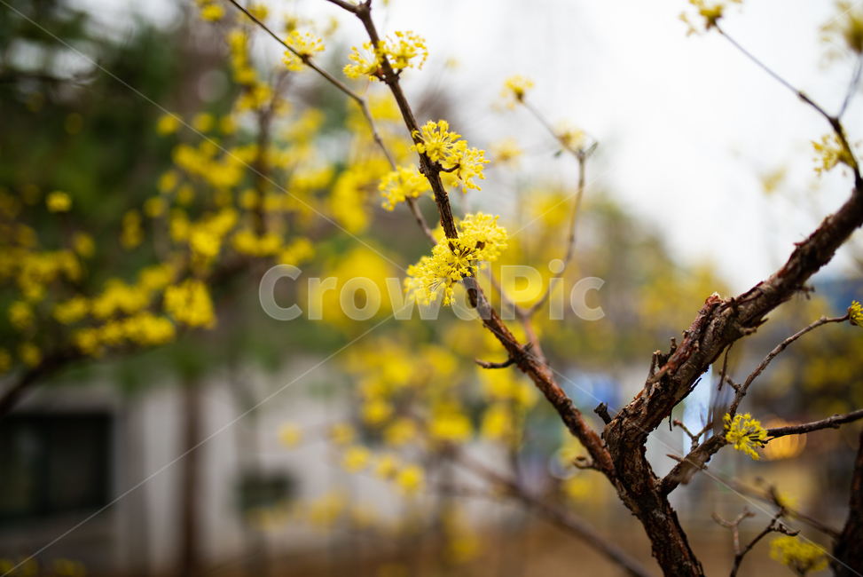 꽃,봄,동네,풍경,노란꽃,봄,계절,spring,season,식물,자연,plants,nature,꽃,flower,plant