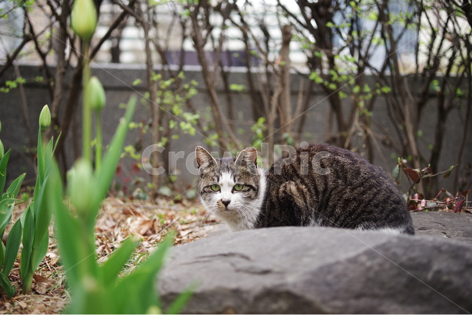고양이,길고양이,길냥이,동물,포유류,길친구,자연,생명,육식동물,애완동물,야생동물,동물,animal,포유류,mammal,고양이,cat,kitten,kitty