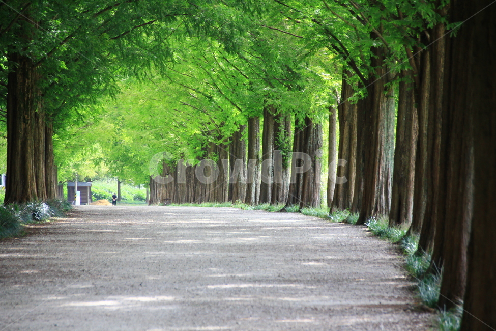 데이트,담양,산책길,메타세콰이어길,가로수,자연,풍경,nature,landscape,tree,나무,plant,식물