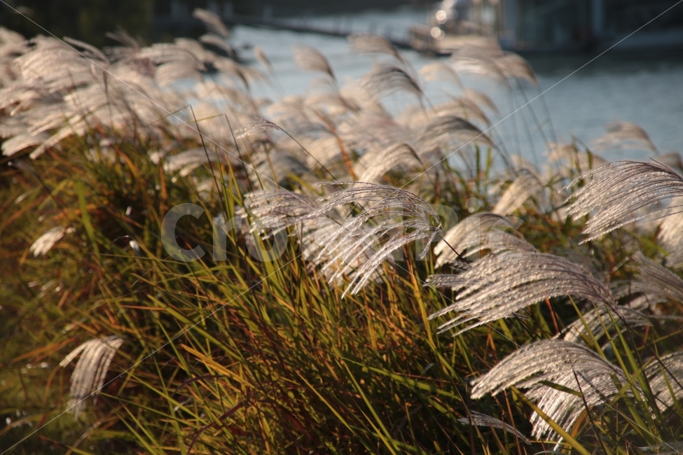 갈대,11월,가을,서울,4시,노을,여행,자연,가을,계절,fall,autumn,season,식물,자연,plants,nature,grass,잔디,plant,lawn,reed