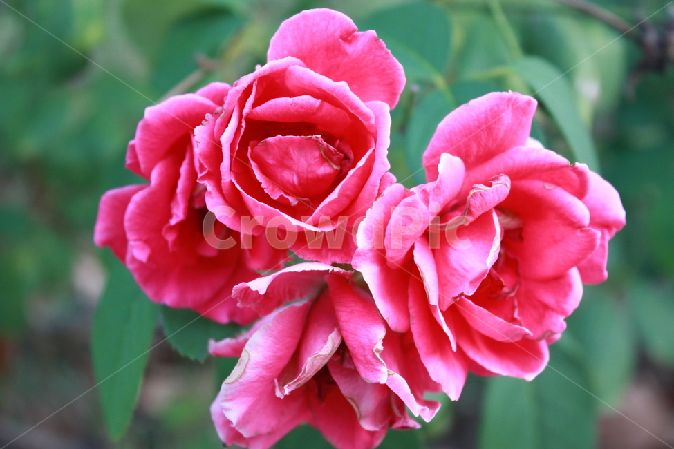 장미,rose,red,자연,나뭇잎