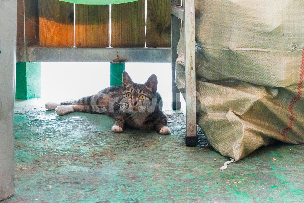 고양이,cat,길고양이,길냥이,한국고양이