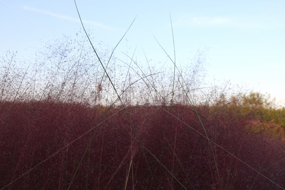핑크뮬리,뮬리,식물,자연,벼과,분홍쥐꼬리새,가을,가을,계절,fall,autumn,season,plant,grass,잔디