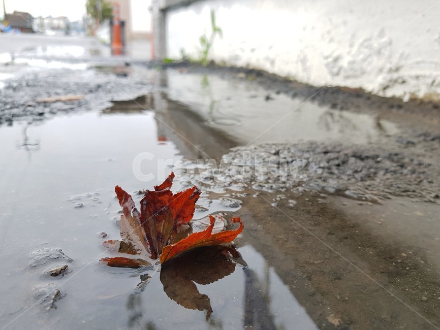 낙엽,비오는난,물웅덩이,가을,단풍잎,가을,계절,fall,autumn,season,비,비오는날,rain,rainy,leaf,잎,plant,식물,puddle,흐리게 하다