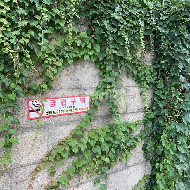 금연,금연구역,경고,감성,덩쿨