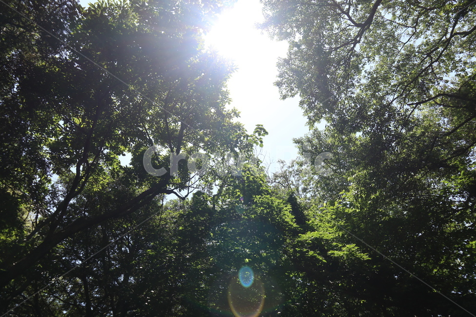숲,내뭇잎,나무,햇빛,자연,자연,풍경,nature,landscape,light,빛,flare,플레어