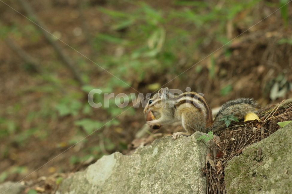 경주,불국사,다람쥐,동물,설취류,동물,animal,포유류,mammal