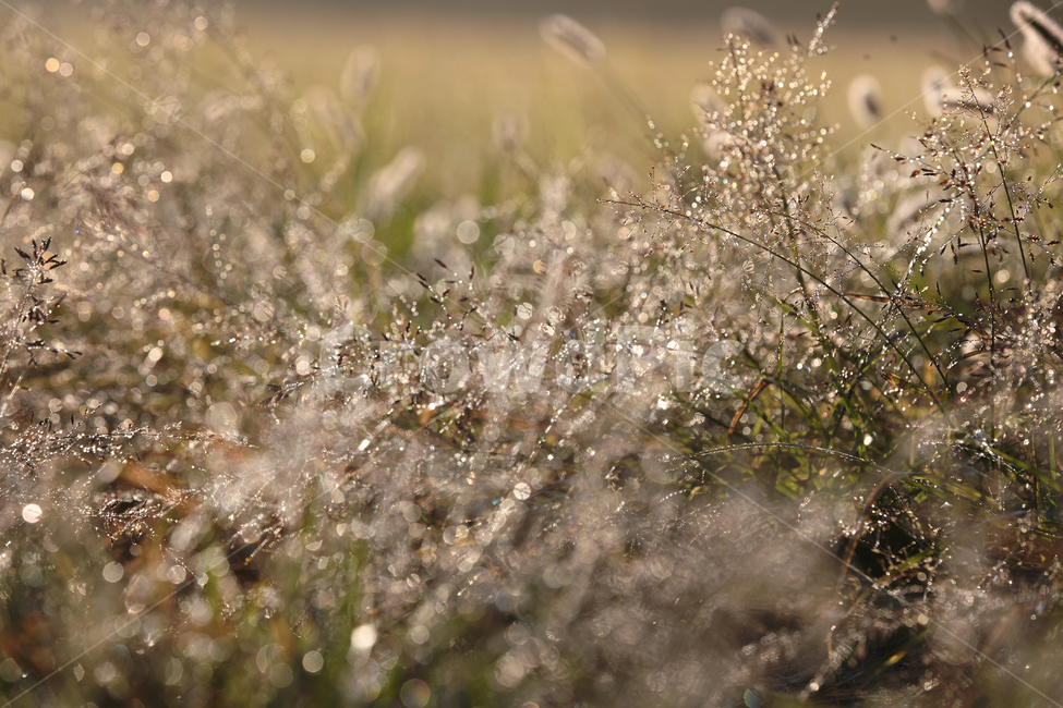 힐링,새벽이슬길,힐링로드,힐링산책,산책,가을,계절,fall,autumn,season,식물,자연,plants,nature