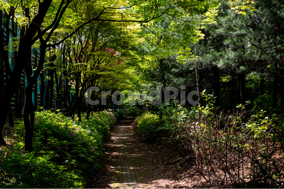 숲,길,산책,여유,봄,초록,비밀,시원,자연,풍경,nature,landscape,휴식,힐링,rest,relaxation,healing,vegetation,초목,plant,식물,outdoors,옥외