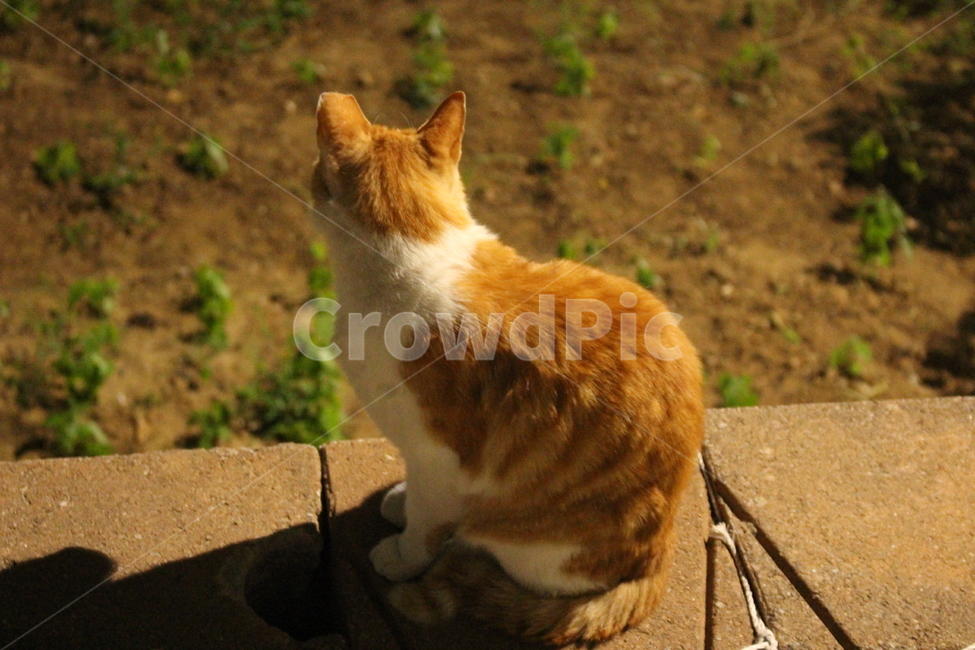 밤,동물,고양이,길거리,뒷모습,그림자,뒷태,동물,animal,포유류,mammal,고양이,cat,kitten,kitty