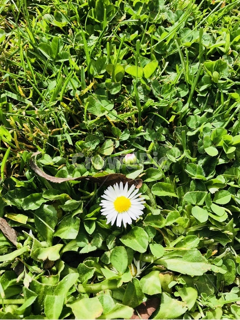 꽃,식물,작은꽃,하얀꽃,자연