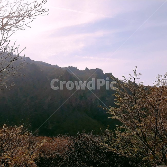제주도,한라산,산,등산,자연