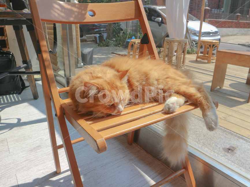고양이,cat,햇살,동물,animall,brown,갈색,낮,sunny,sleep,sleepcat,낮잠자는고양이,애완묘,애완동물,pet