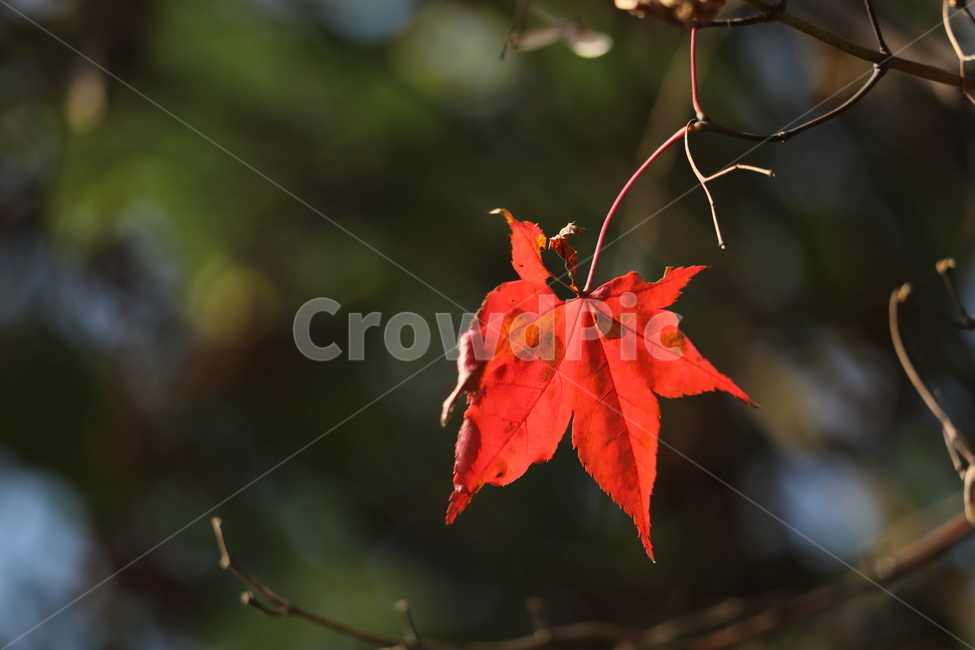 낙엽,가을,단풍,빨강,계절,가을,계절,fall,autumn,season,leaf,잎,plant,식물,tree,나무