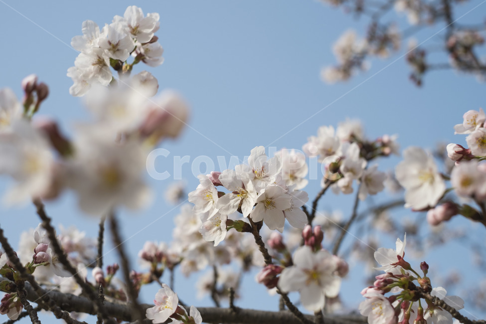 봄,봄꽃,벚꽃,flower,꽃과하늘,봄,계절,spring,season,식물,자연,plants,nature,꽃,flower,plant,blossom