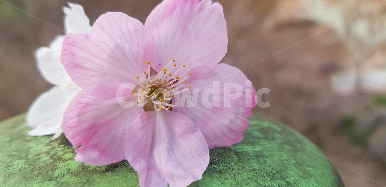 꽃,flower,daffodil,봄,blossom,plant,벚꽃