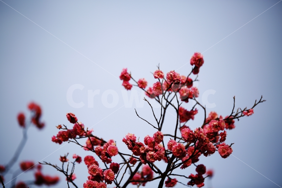 홍매화,꽃,꽃나무,감성,봄,느낌,봉은사,매화,배경,ppt,식물,자연,plants,nature,봄,계절,spring,season,꽃,flower,plant,blossom