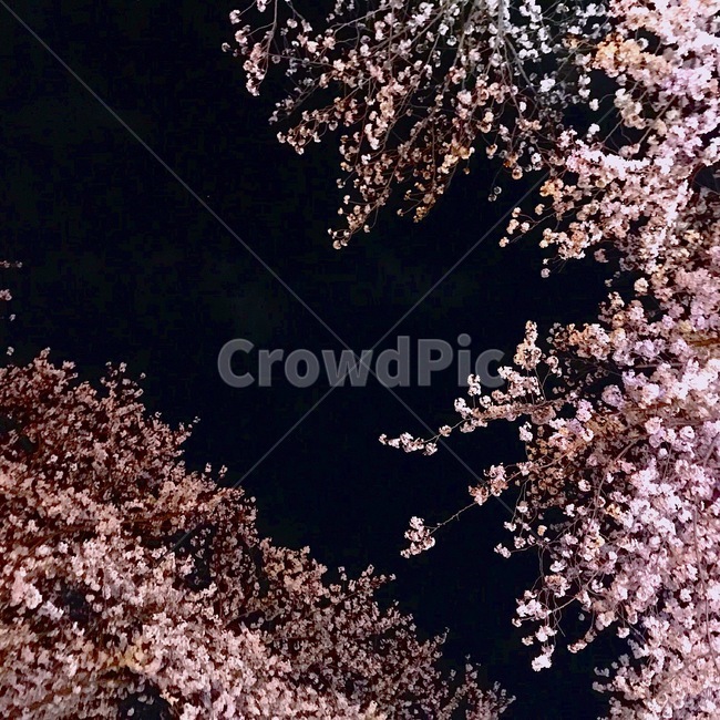 밤,벚꽃,밤벚꽃,봄,꽃놀이,나들이,picnic,night,cherryblossoms,분홍,pink,감성사진,봄,계절,spring,season,자연,풍경,nature,landscape,야경,밤,nightscape,night,plant,식물,cherry blossom,blossom,꽃,flower