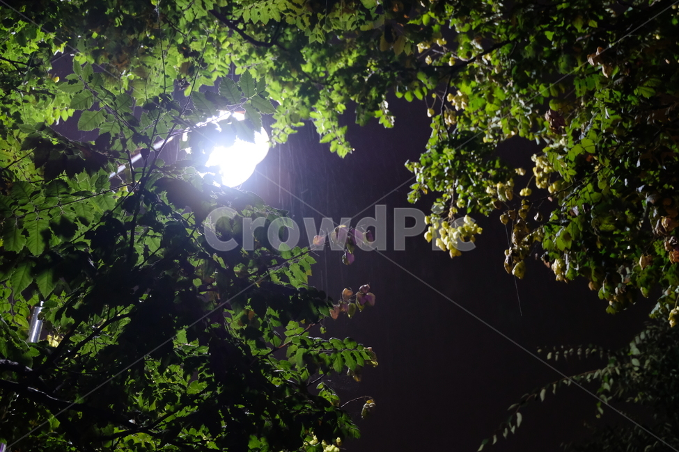 비오는밤,비,가로등비,비오는날,가로등,자연,풍경,nature,landscape,야경,밤,nightscape,night,light,빛,flare,플레어,sunlight,햇빛